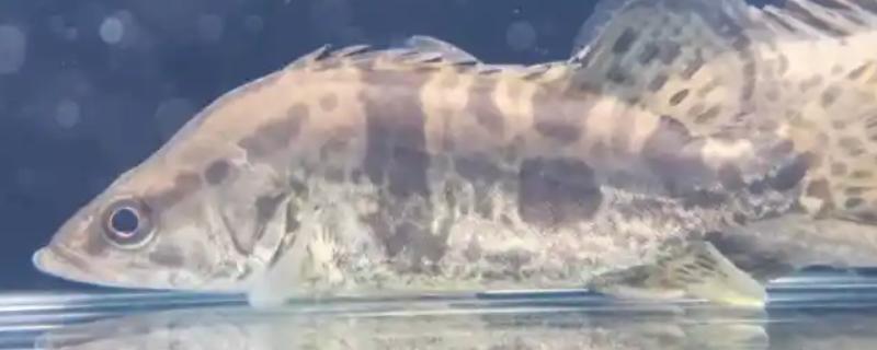 鱼类吃什么长得快，可选择动物饲料或合成饲料