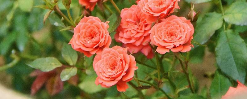 七朵玫瑰的花语是什么，寓意偷偷的爱着你、默默的爱等