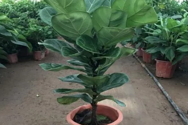 琴叶榕盆栽养护方法,夏季适当淋小雨可促进生长