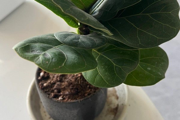 琴叶榕盆栽养护方法,夏季适当淋小雨可促进生长