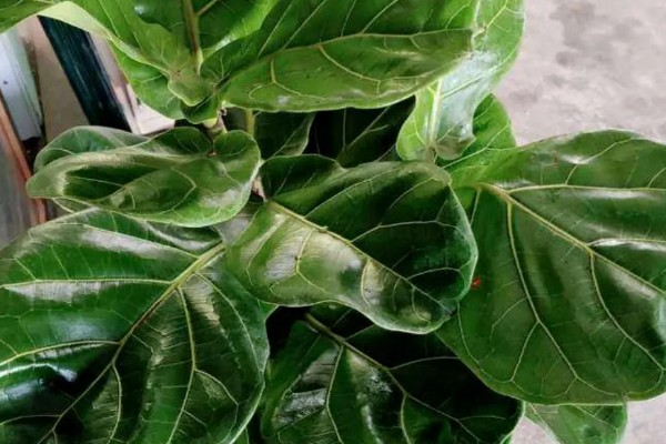 琴叶榕盆栽养护方法,夏季适当淋小雨可促进生长