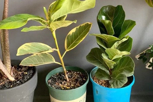 琴叶榕盆栽养护方法,夏季适当淋小雨可促进生长