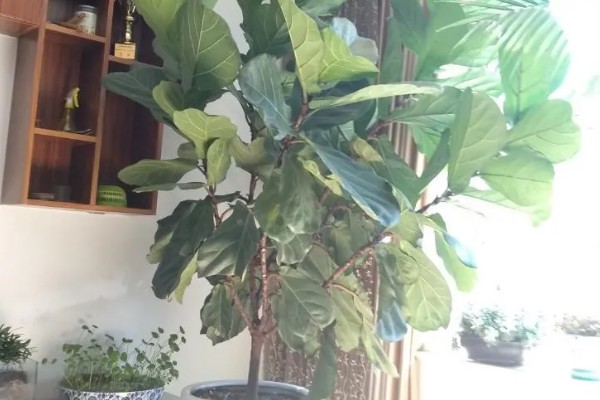 琴叶榕盆栽养护方法,夏季适当淋小雨可促进生长