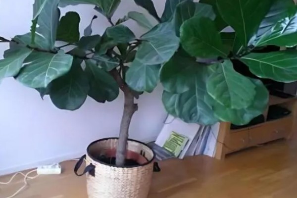 琴叶榕盆栽养护方法,夏季适当淋小雨可促进生长