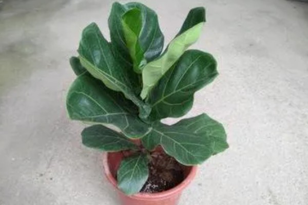 琴叶榕盆栽养护方法,夏季适当淋小雨可促进生长