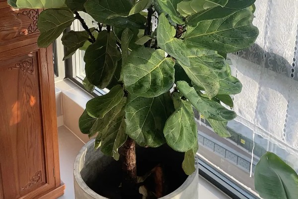 琴叶榕盆栽养护方法,夏季适当淋小雨可促进生长