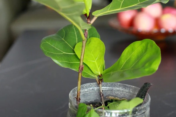 琴叶榕盆栽养护方法,夏季适当淋小雨可促进生长