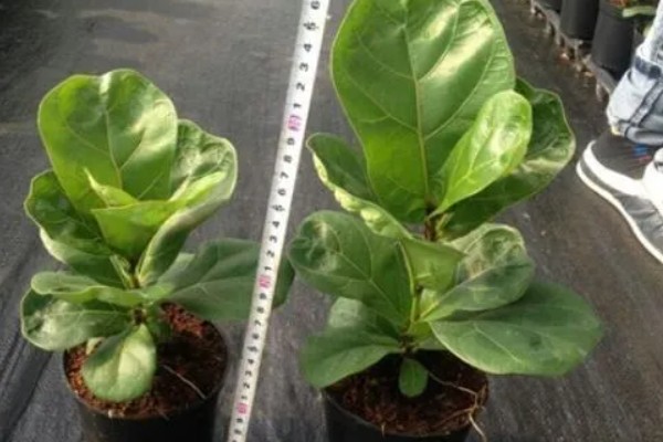 琴叶榕盆栽养护方法,夏季适当淋小雨可促进生长