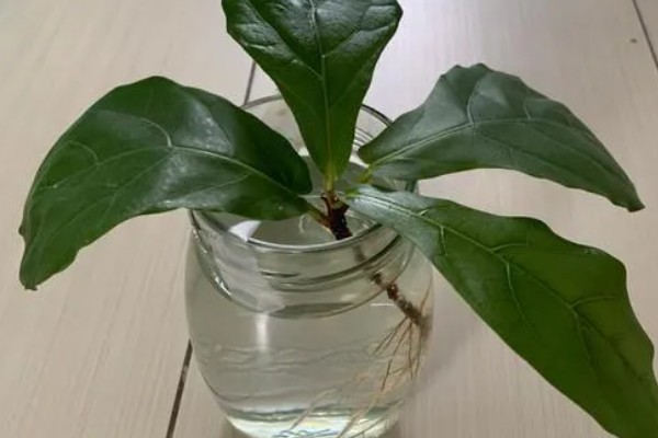 琴叶榕盆栽养护方法,夏季适当淋小雨可促进生长