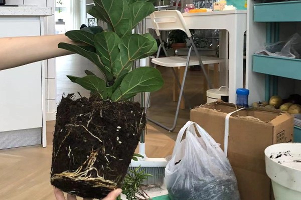 琴叶榕盆栽养护方法,夏季适当淋小雨可促进生长