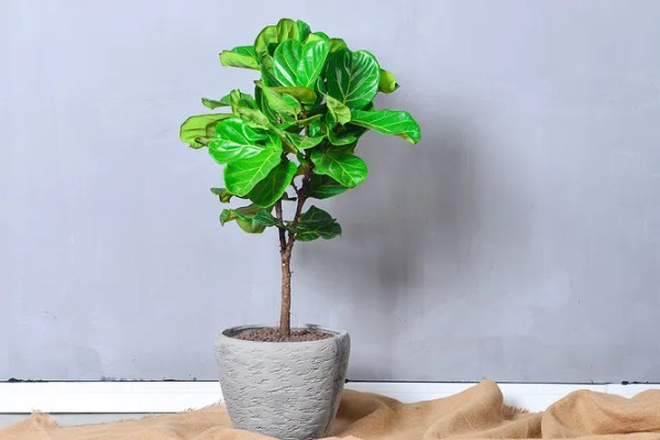 琴叶榕盆栽养护方法,夏季适当淋小雨可促进生长