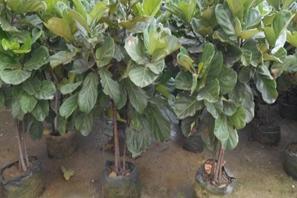 琴叶榕盆栽养护方法,夏季适当淋小雨可促进生长