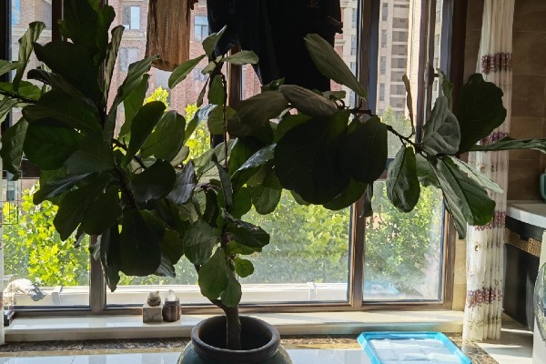 琴叶榕盆栽养护方法,夏季适当淋小雨可促进生长