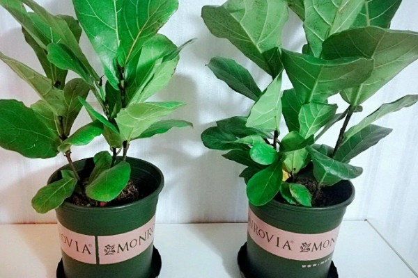 琴叶榕盆栽养护方法,夏季适当淋小雨可促进生长