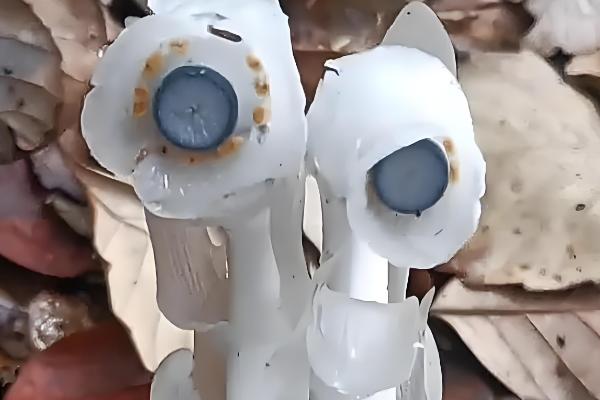 鬼兰有什么花语,代表神秘诡异、无价之宝等含义