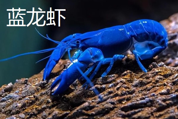 世界上最贵的海鲜，有蓝龙虾、帝王鲑等