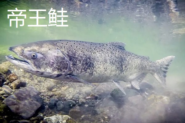 世界上最贵的海鲜，有蓝龙虾、帝王鲑等