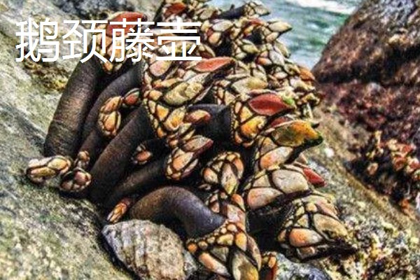 世界上最贵的海鲜，有蓝龙虾、帝王鲑等