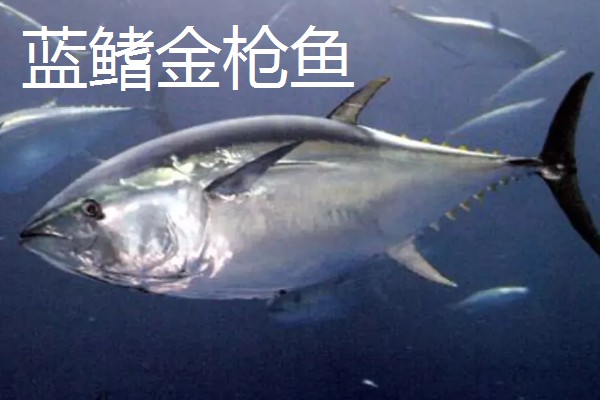 世界上最贵的海鲜，有蓝龙虾、帝王鲑等