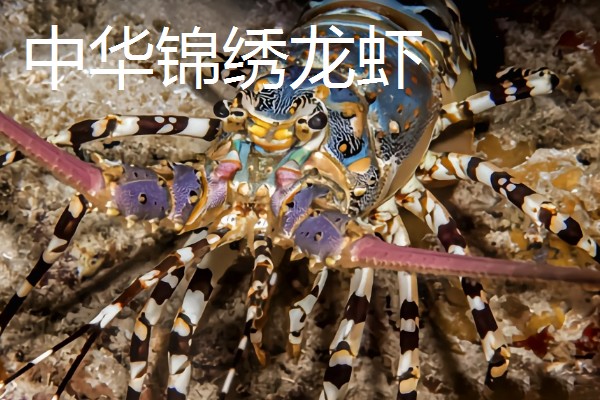 世界上最贵的海鲜，有蓝龙虾、帝王鲑等