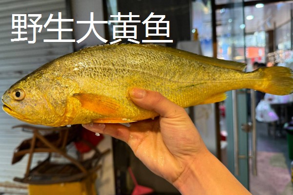 世界上最贵的海鲜，有蓝龙虾、帝王鲑等