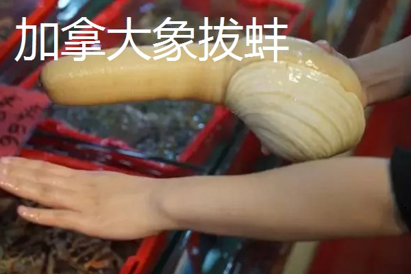 世界上最贵的海鲜，有蓝龙虾、帝王鲑等