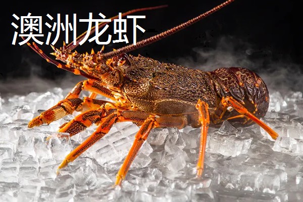 世界上最贵的海鲜，有蓝龙虾、帝王鲑等