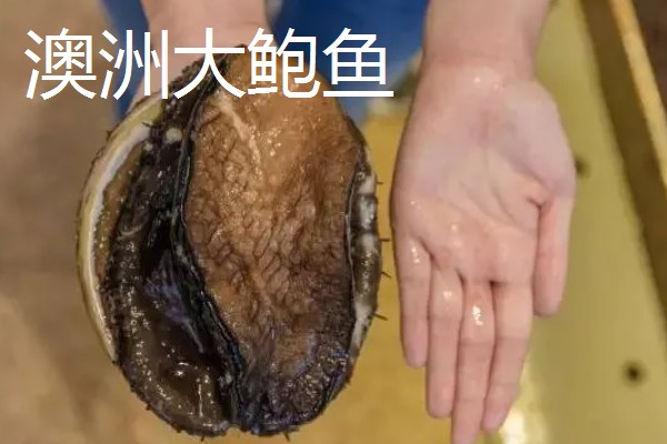 世界上最贵的海鲜，有蓝龙虾、帝王鲑等