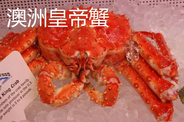 世界上最贵的海鲜，有蓝龙虾、帝王鲑等