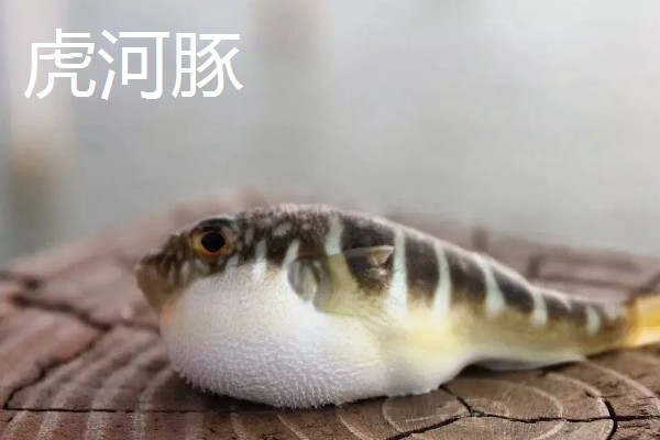 世界上最贵的海鲜，有蓝龙虾、帝王鲑等