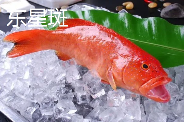 世界上最贵的海鲜，有蓝龙虾、帝王鲑等