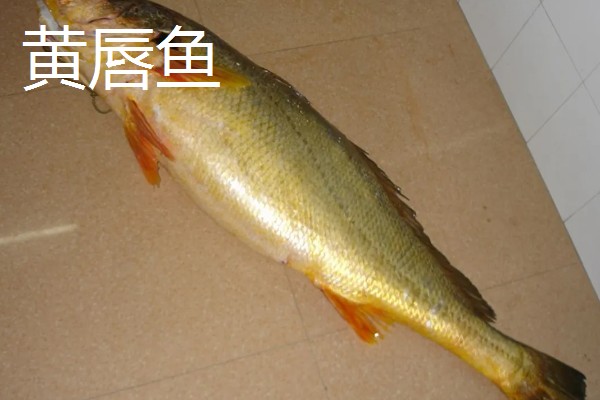 世界上最贵的海鲜，有蓝龙虾、帝王鲑等