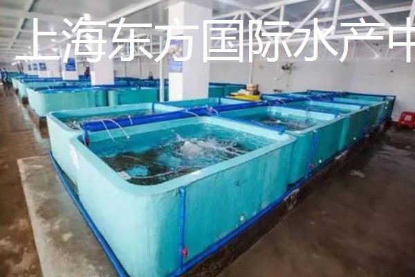 世界上最贵的海鲜，有蓝龙虾、帝王鲑等