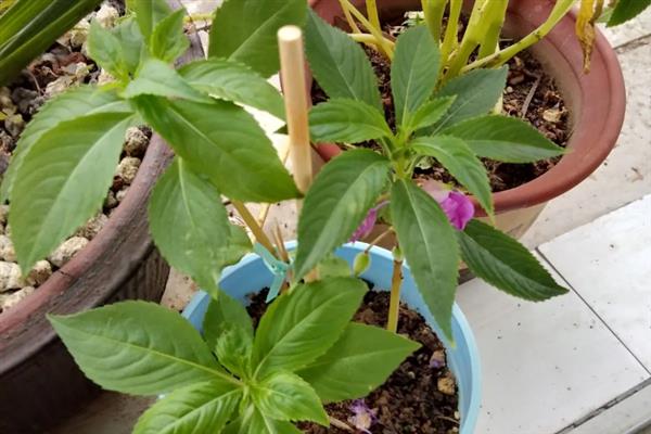 凤仙花怎样修剪,在花期需要将花蒂剪掉