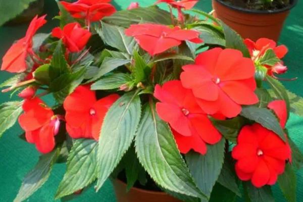 凤仙花怎样修剪,在花期需要将花蒂剪掉