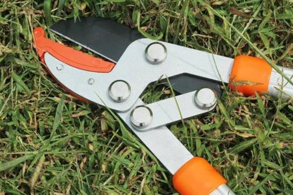 凤仙花怎样修剪,在花期需要将花蒂剪掉