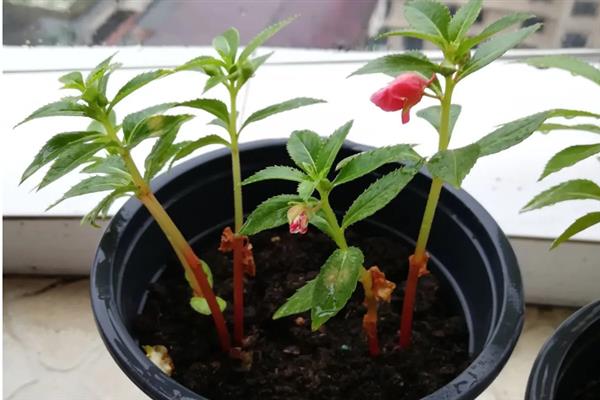 凤仙花怎样修剪,在花期需要将花蒂剪掉