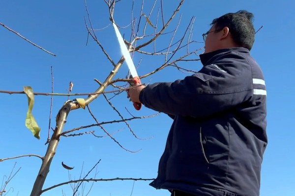 桃树的修剪方法,按照轻剪少去的原则进行