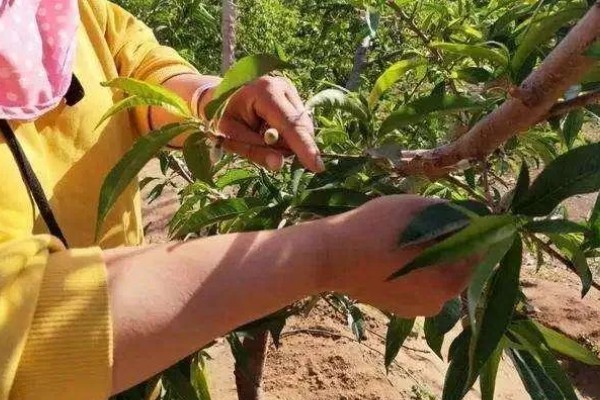 桃树的修剪方法,按照轻剪少去的原则进行
