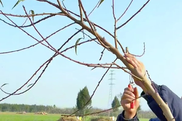 桃树的修剪方法,按照轻剪少去的原则进行