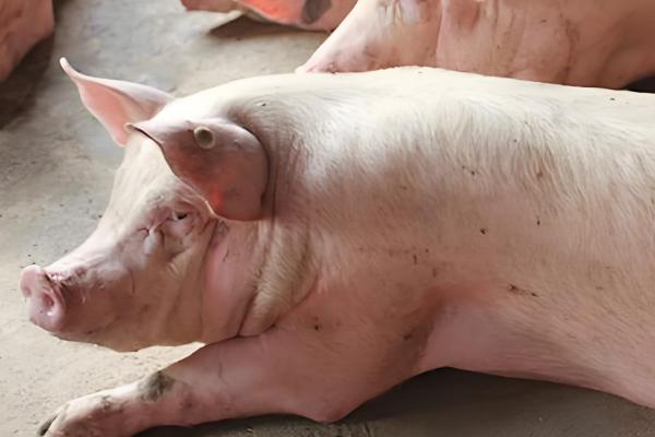 10天的仔猪得口蹄疫怎么处理，可以注射干扰素和球蛋白