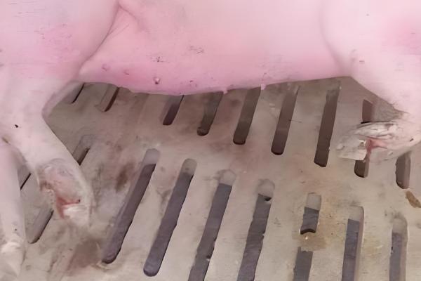 10天的仔猪得口蹄疫怎么处理，可以注射干扰素和球蛋白