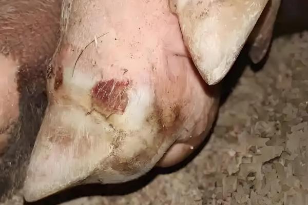 10天的仔猪得口蹄疫怎么处理，可以注射干扰素和球蛋白