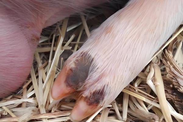 10天的仔猪得口蹄疫怎么处理，可以注射干扰素和球蛋白