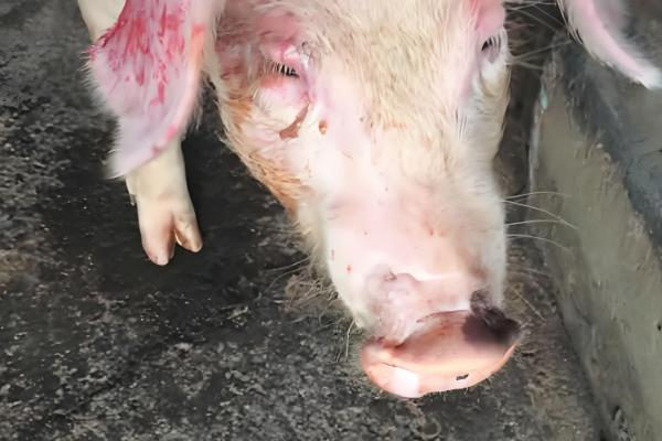 10天的仔猪得口蹄疫怎么处理，可以注射干扰素和球蛋白