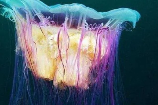 北极霞水母的简介,是一种低等腔肠动物