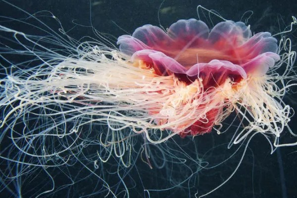 北极霞水母的简介,是一种低等腔肠动物