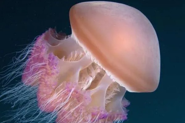北极霞水母的简介,是一种低等腔肠动物