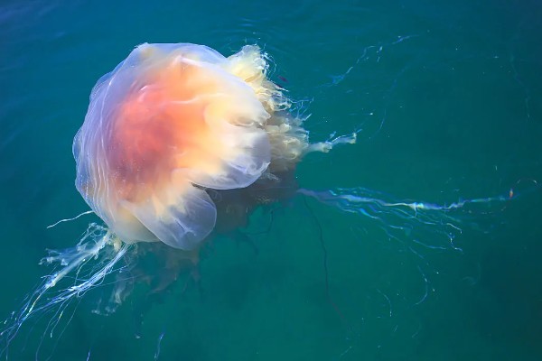 北极霞水母的简介,是一种低等腔肠动物