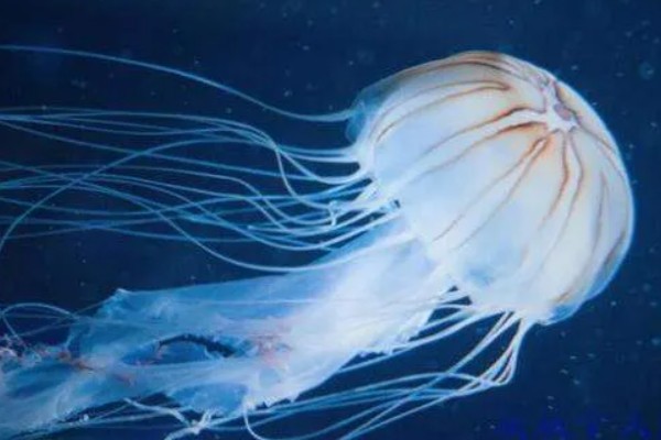 北极霞水母的简介,是一种低等腔肠动物